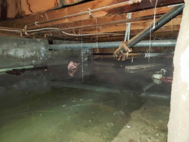 Best Mold removal after water damage  in Craig, CO